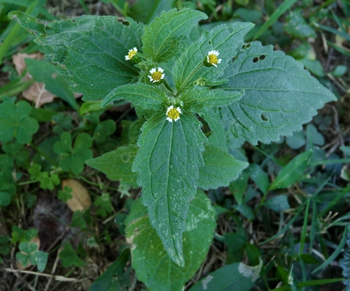 {Galinsoga quadriradiata}